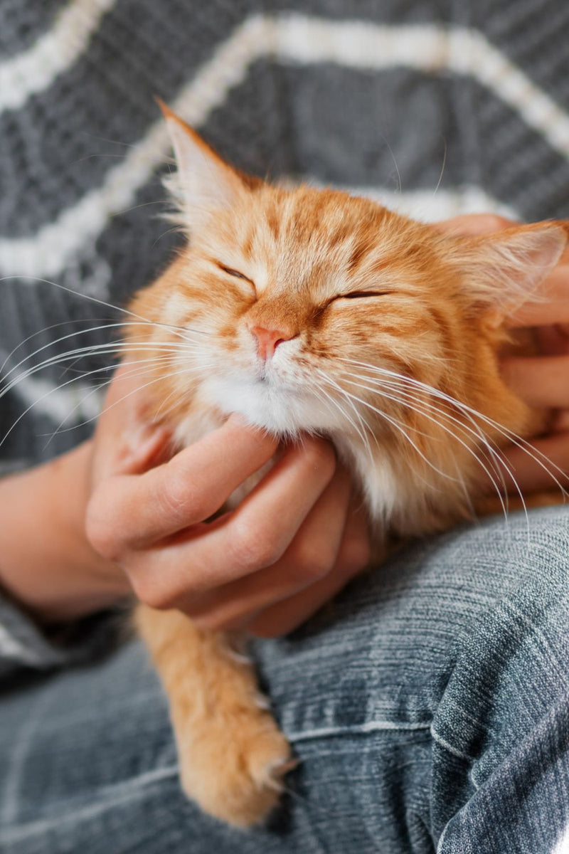 Pets Essentials